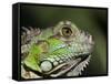 Green Iguana, San Iguacio, Belize-Jane Sweeney-Framed Stretched Canvas