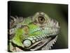 Green Iguana, San Iguacio, Belize-Jane Sweeney-Stretched Canvas