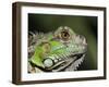 Green Iguana, San Iguacio, Belize-Jane Sweeney-Framed Photographic Print