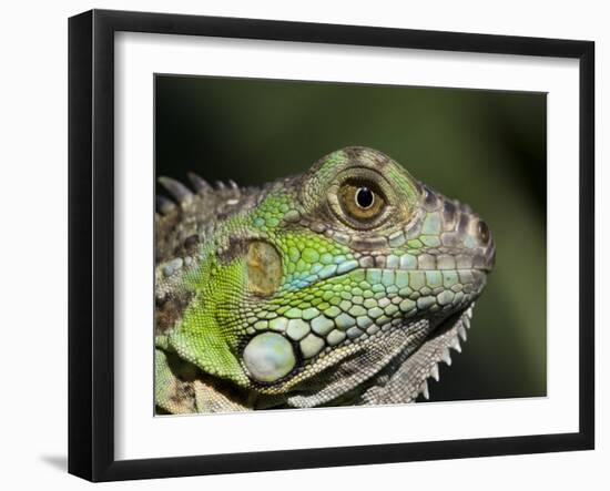 Green Iguana, San Iguacio, Belize-Jane Sweeney-Framed Photographic Print