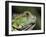 Green Iguana, San Iguacio, Belize-Jane Sweeney-Framed Photographic Print