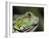 Green Iguana, San Iguacio, Belize-Jane Sweeney-Framed Photographic Print