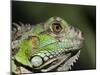 Green Iguana, San Iguacio, Belize-Jane Sweeney-Mounted Photographic Print