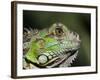 Green Iguana, San Iguacio, Belize-Jane Sweeney-Framed Photographic Print