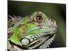 Green Iguana, San Iguacio, Belize-Jane Sweeney-Mounted Photographic Print