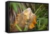 Green Iguana. Sarapiqui. Costa Rica. Central America-Tom Norring-Framed Stretched Canvas