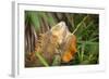 Green Iguana. Sarapiqui. Costa Rica. Central America-Tom Norring-Framed Photographic Print