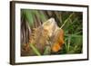 Green Iguana. Sarapiqui. Costa Rica. Central America-Tom Norring-Framed Photographic Print