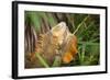 Green Iguana. Sarapiqui. Costa Rica. Central America-Tom Norring-Framed Photographic Print