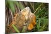 Green Iguana. Sarapiqui. Costa Rica. Central America-Tom Norring-Mounted Photographic Print