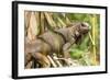 Green Iguana. Sarapiqui. Costa Rica. Central America-Tom Norring-Framed Photographic Print