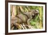 Green Iguana. Sarapiqui. Costa Rica. Central America-Tom Norring-Framed Photographic Print