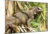Green Iguana. Sarapiqui. Costa Rica. Central America-Tom Norring-Mounted Photographic Print