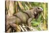 Green Iguana. Sarapiqui. Costa Rica. Central America-Tom Norring-Stretched Canvas
