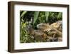 Green Iguana. Sarapiqui. Costa Rica. Central America-Tom Norring-Framed Photographic Print