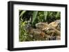 Green Iguana. Sarapiqui. Costa Rica. Central America-Tom Norring-Framed Photographic Print