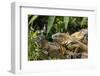 Green Iguana. Sarapiqui. Costa Rica. Central America-Tom Norring-Framed Photographic Print