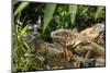 Green Iguana. Sarapiqui. Costa Rica. Central America-Tom Norring-Mounted Photographic Print