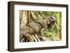 Green Iguana. Sarapiqui. Costa Rica. Central America-Tom Norring-Framed Photographic Print