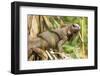 Green Iguana. Sarapiqui. Costa Rica. Central America-Tom Norring-Framed Photographic Print