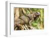 Green Iguana. Sarapiqui. Costa Rica. Central America-Tom Norring-Framed Photographic Print