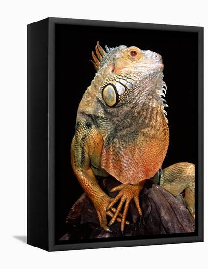 Green Iguana-David Northcott-Framed Stretched Canvas