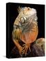 Green Iguana-David Northcott-Stretched Canvas