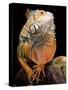 Green Iguana-David Northcott-Stretched Canvas