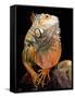 Green Iguana-David Northcott-Framed Stretched Canvas