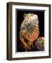 Green Iguana-David Northcott-Framed Photographic Print