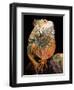 Green Iguana-David Northcott-Framed Photographic Print