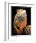 Green Iguana-David Northcott-Framed Photographic Print