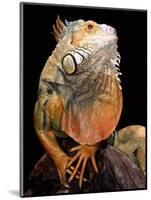 Green Iguana-David Northcott-Mounted Photographic Print