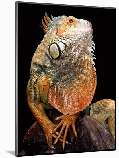 Green Iguana-David Northcott-Mounted Photographic Print