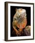 Green Iguana-David Northcott-Framed Photographic Print