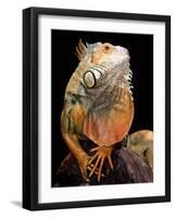 Green Iguana-David Northcott-Framed Photographic Print