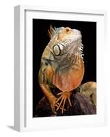 Green Iguana-David Northcott-Framed Photographic Print