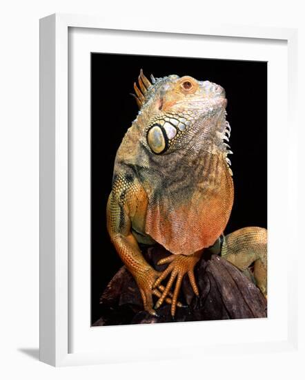 Green Iguana-David Northcott-Framed Photographic Print