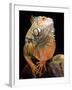 Green Iguana-David Northcott-Framed Photographic Print