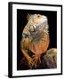 Green Iguana-David Northcott-Framed Photographic Print