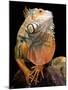 Green Iguana-David Northcott-Mounted Photographic Print