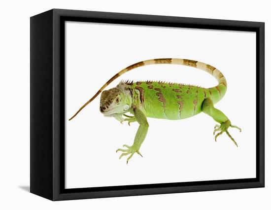 Green Iguana-Martin Harvey-Framed Stretched Canvas