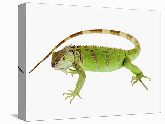Green Iguana-Martin Harvey-Stretched Canvas
