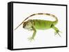 Green Iguana-Martin Harvey-Framed Stretched Canvas