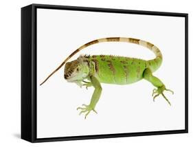 Green Iguana-Martin Harvey-Framed Stretched Canvas