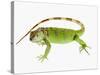 Green Iguana-Martin Harvey-Stretched Canvas