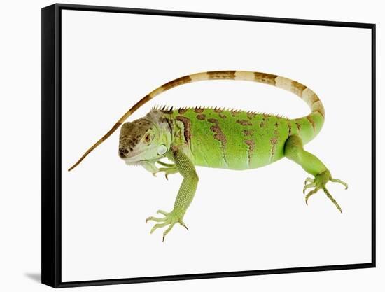 Green Iguana-Martin Harvey-Framed Stretched Canvas