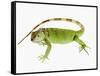 Green Iguana-Martin Harvey-Framed Stretched Canvas
