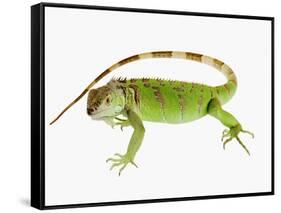 Green Iguana-Martin Harvey-Framed Stretched Canvas