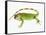 Green Iguana-Martin Harvey-Framed Stretched Canvas